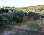 Villa with olive grove and garden with fruit trees